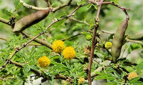 Sweet Acacia Seeds - 20+ Yellow Flower Seeds - Vachellia Farnesiana - Drought-Tolerant Plant for Gardens and Landscaping