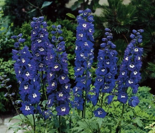 Delphinium Plant - Magic Fountain Series - Dark Blue Variety - Symmetrical Flowers - Delphinium elatum