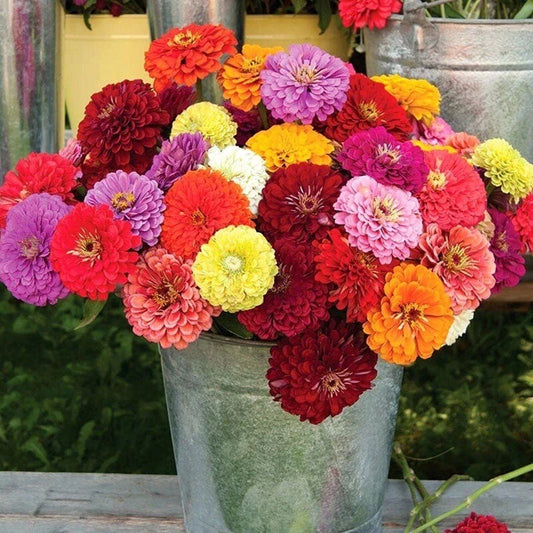 Zinnia Seeds - Carrousel Mix - 100 Seeds - Colorful Garden Flowers - Zinnia elegans - USA Free Shipping