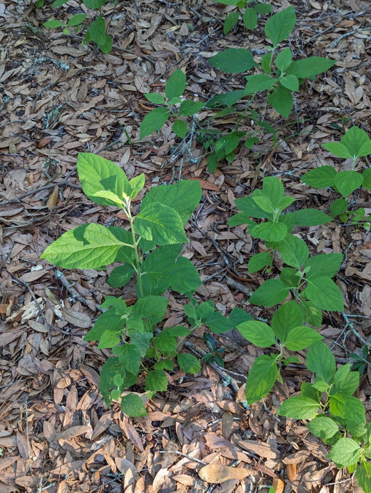 Beauty Berry Bush Cuttings - 4 Live Plant Cuttings for Root Propagation - Callicarpa americana