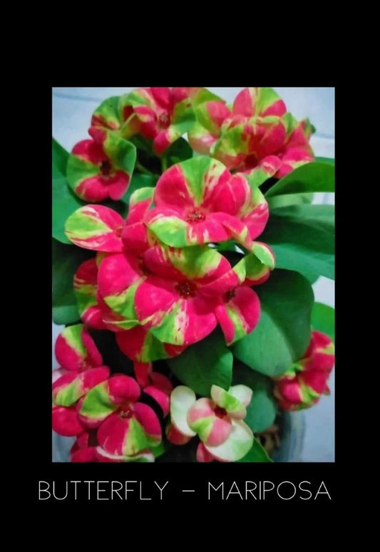 Crown of Thorns Plant - Rooted Butterfly Mariposa Euphorbia Milii Corona De Cristo - Colorful Succulent for Home Decor