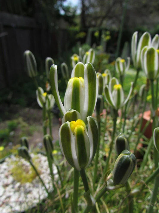 Albuca Namaquensis "Augrabies Hill" - 4" Diameter Potted Rare Plant