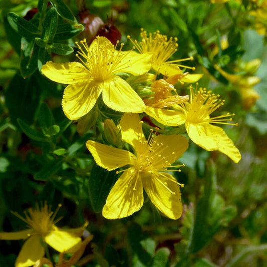St. John's Wort Seeds 500+ | Herb Ground Cover | Culinary & Medicinal | Hypericum perforatum | USA