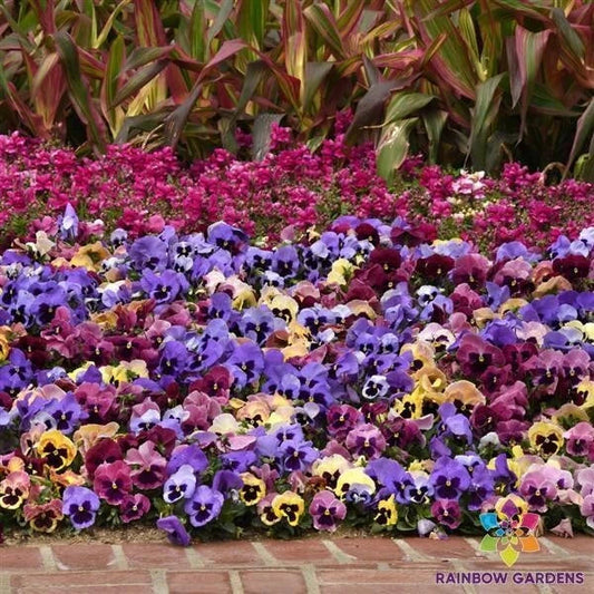 Matrix Coastal Sunrise Mix Pansy Seeds - 200+ Premium Viola Seeds for Vibrant Garden Blooms - Free Shipping
