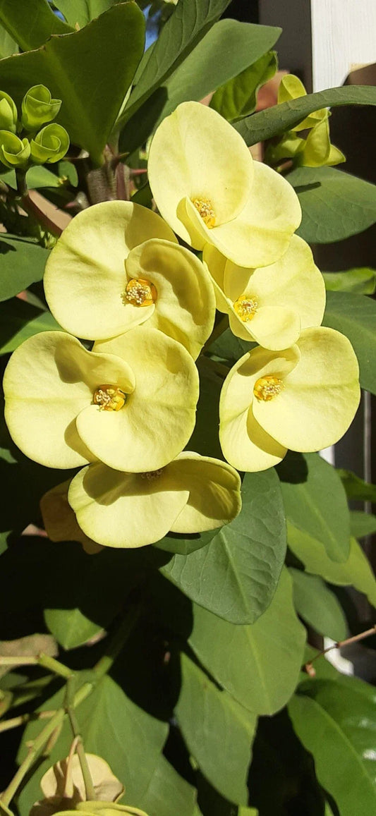Crown of Thorns Cutting 1 Count Light Yellow Euphorbia milii No Roots
