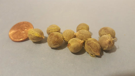 Palm Tree Seeds - 12 Pack - Tropical Variety - Arecaceae Family