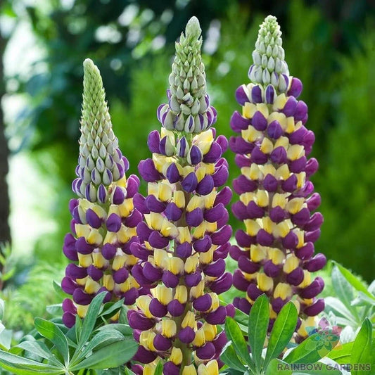 Manhattan Lights Lupine Seeds - 25+ Pack for Garden Planting - Lupinus perennis - USA Grown