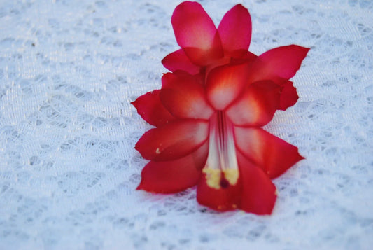 Christmas Cactus Starter Plant - Star Dust Variety - Schlumbergera Truncata - Healthy Well-Rooted Succulent