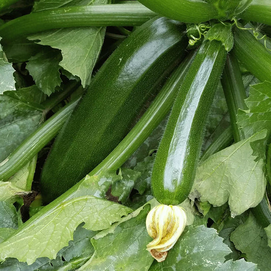 Dark Green Zucchini Squash Seeds 20 Ct NON-GMO Heirloom Cucurbita pepo - US Seller, Free Shipping