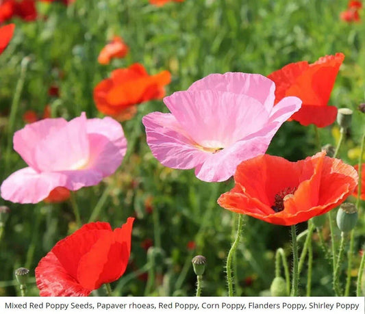 Red Poppy Seeds Mix - American Legion Flanders Shirley - 1500 Seeds - Papaver rhoeas