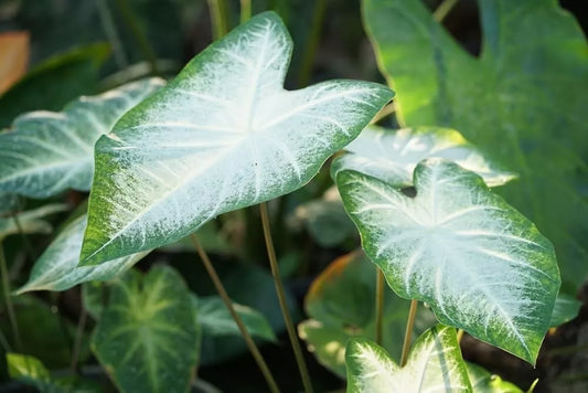 Caladium Bulbs for Planting - Elephant Ears, Fancy Varieties - Perennial Hosta (Caladium spp.)