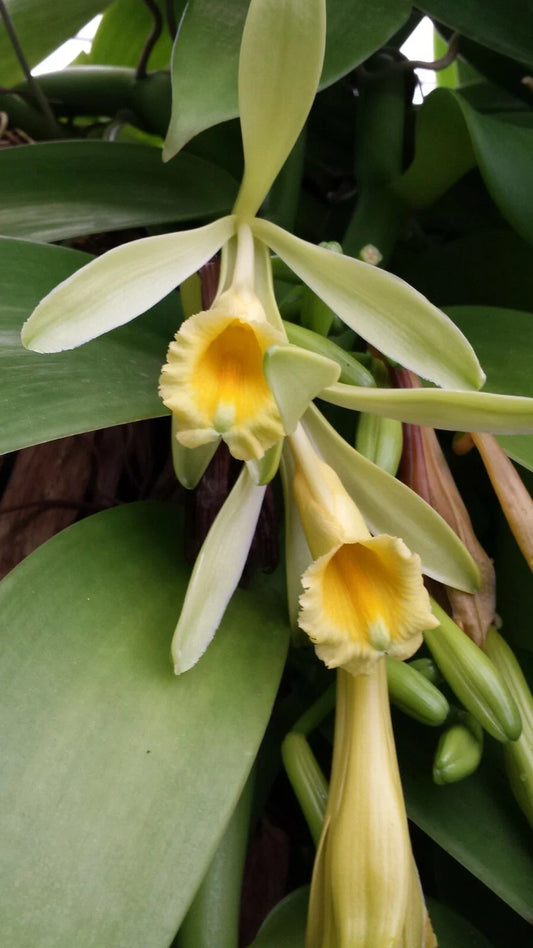 Vanilla Orchid Plant 2 ft Vine Mad Happenings Vanilla planifolia