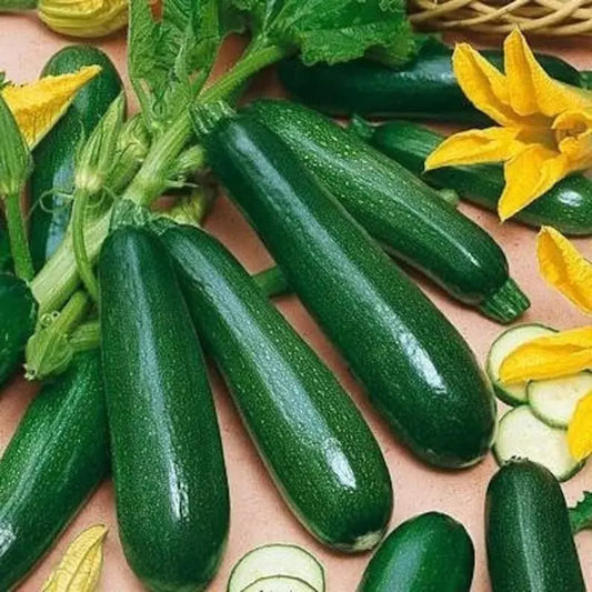 25+ Black Beauty Zucchini Seeds - Heirloom Non-GMO Organic Vegetable (Cucurbita pepo)