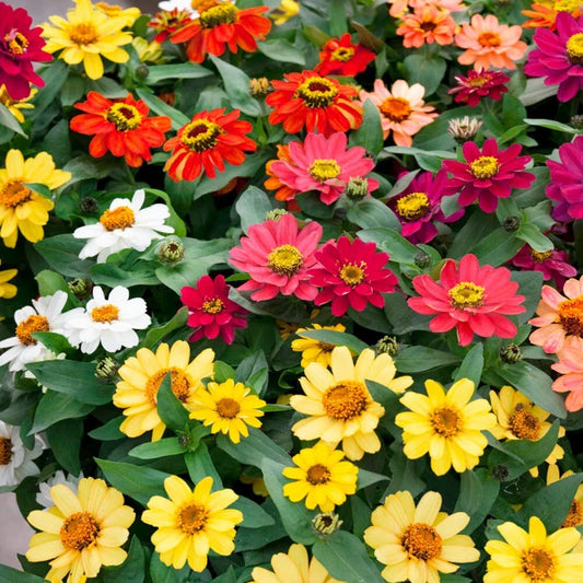 Zinnia Seeds - 100 Profusion Mix - Colorful Garden Flowers - Zinnia elegans - USA - Free Shipping