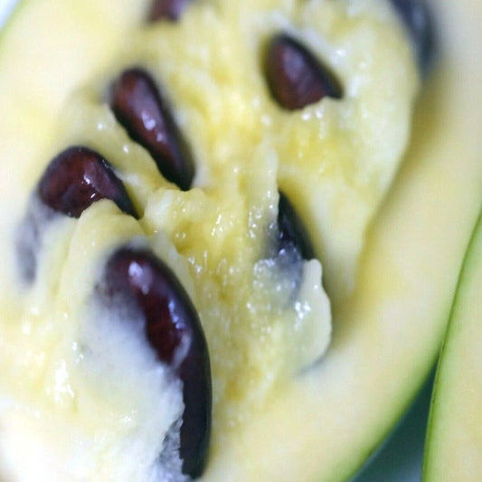 Stratified Paw Paw Fruit Tree Seeds - 50-100 Pack, Indian Banana (Asimina Triloba), Hardy Variety