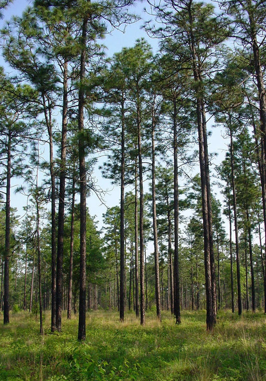 Longleaf Pine Seeds, 20 Count, Pinus palustris, Native Tree Seeds, Drought-Tolerant, Southern Landscape Planting