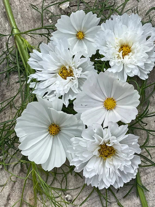 Cosmos Seeds - 200+ White Mix for Garden Planting - Cosmos bipinnatus - USA