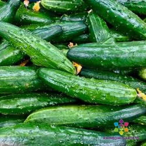 China Jade Cucumber Seeds - 25+ Pack for Garden Planting - Cucumis sativus - USA Grown, Free Shipping