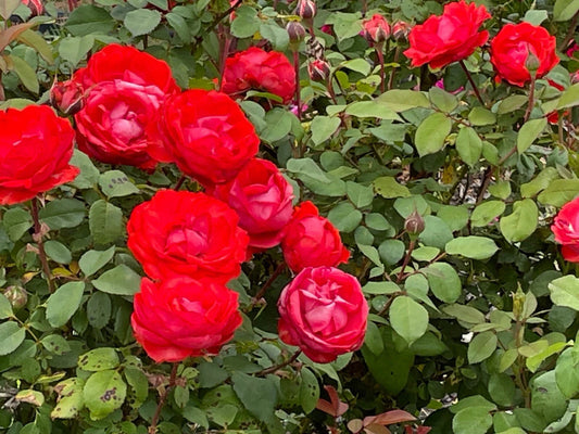True Passion Rose Cuttings - 4 Bright Fiery Blooms - Rosa 'True Passion' - Ideal for Garden and Floral Arrangements