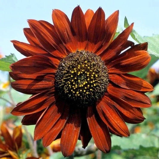 Velvet Queen Sunflower Seeds - Non-GMO Wildflower Seeds for Garden - Helianthus annuus