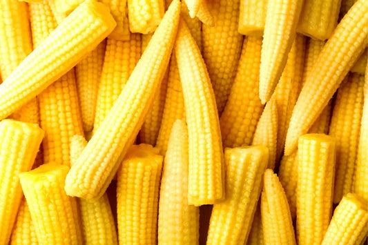 Japanese Baby Corn Seeds - 20 Seeds - Edible Salad Garnish - Zea mays var. japonica