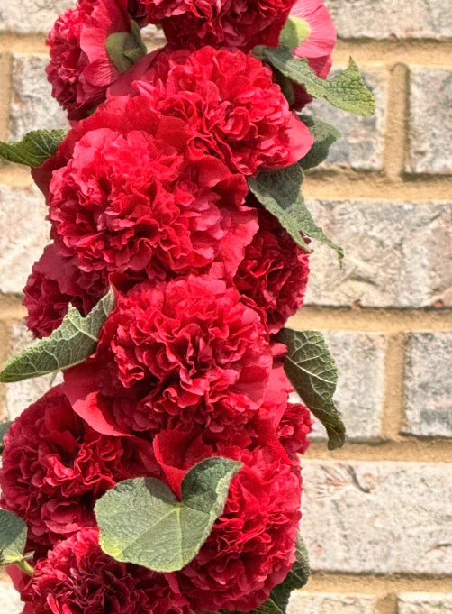 Hollyhock Seeds - Chater's Double Red - Non-GMO Biennial - 30 Seeds - Alcea rosea
