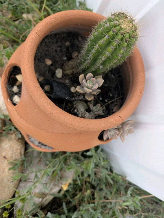 Live Torch Cactus Cuttings 1-3in Tall Echinopsis Spachiana Single Pups Succulent Plant for Home Decor and Gardening
