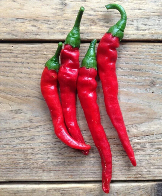 Hot Cayenne Long Slim Pepper Seeds - 20 Fresh Premium Seeds for Gardening - Capsicum annuum