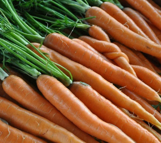 Scarlet Nantes Carrot Seeds 1000+ Heirloom Vegetable for Garden, Salads, Soups - Daucus carota subsp. sativus
