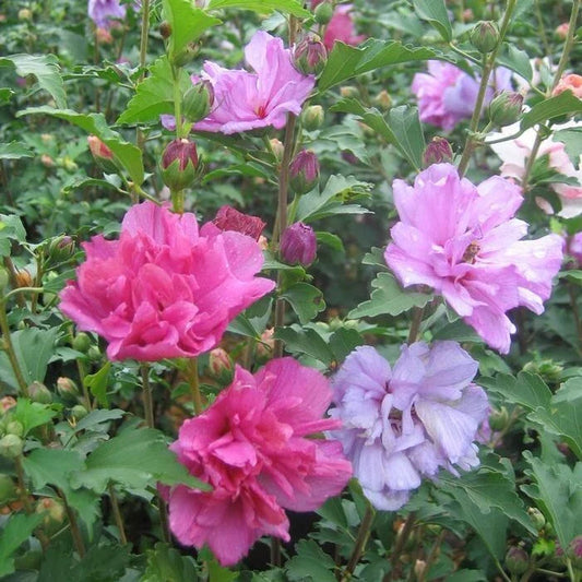 Mixed Rose of Sharon Hibiscus Althea Live Plants, 2.5'' Pot, Various Colors, Hibiscus syriacus