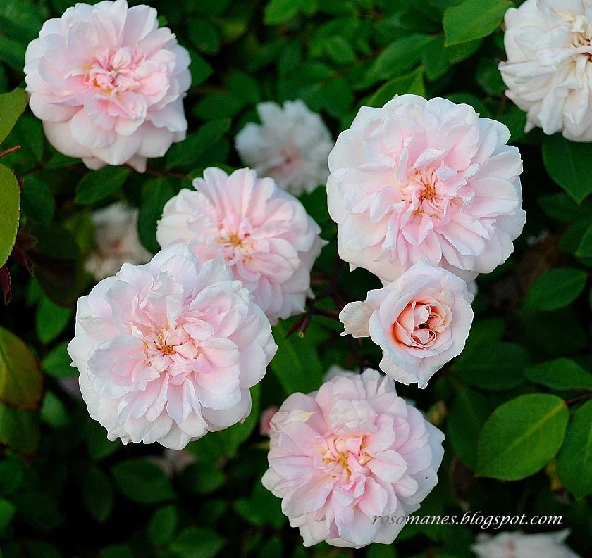 Cecile Brunner Antique Rose Cuttings 15 Premium Plant Cuttings for Bushes (Rosa 'Cecile Brunner')