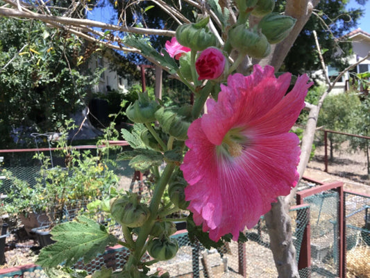 Hollyhock Seeds Packet of 50 Rosy Pink Alcea rosea