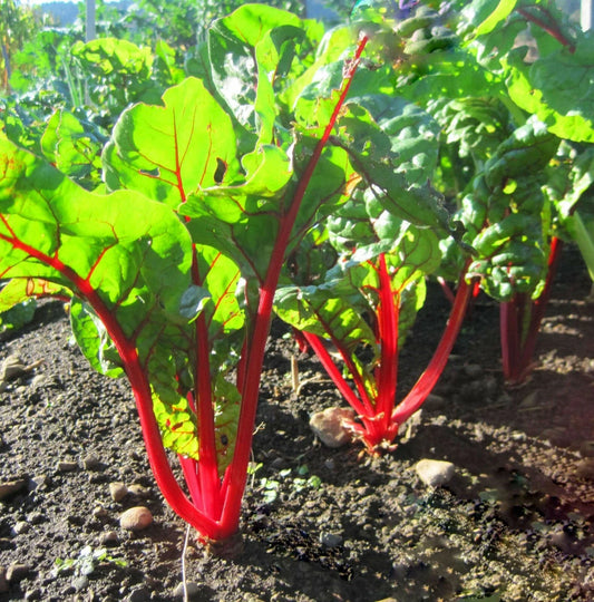 Ruby Red Swiss Chard Seeds 50 Ct Heirloom NON-GMO Vegetable Garden (Beta vulgaris subsp. cicla)