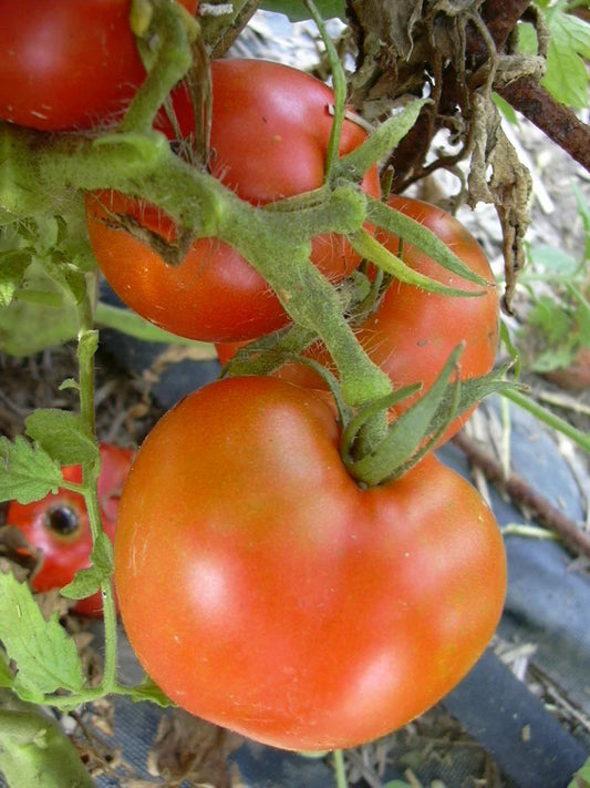 Arkansas Traveler Tomato Seeds - 15 Pack - Meaty Juicy Fruits - Solanum lycopersicum