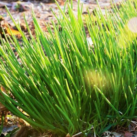 Onion Chives Seeds - Perennial Garden Herb for 2025 Planting - Allium schoenoprasum