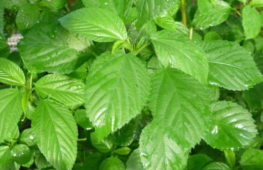 Egyptian Spinach Seeds - Saluyot Green Jute Variety - Molokhia Seeds with Tracking - High Germination Rate
