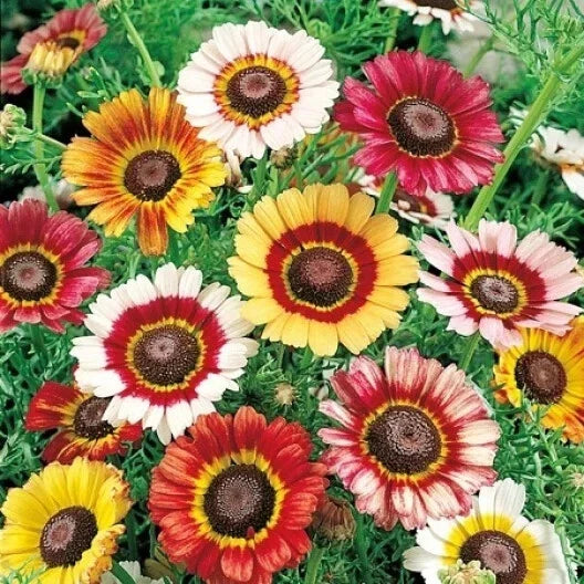 Mixed Tri-Color Painted Daisy Seeds - 200+ Count - Garden Flowers - USA Grown - Free Shipping