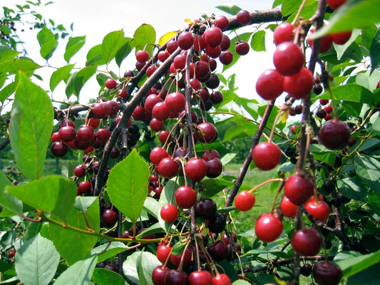 Sweet Cherry Seeds - 5 Seeds - Prolific Yielding - Sweetest Flavor - Prunus avium