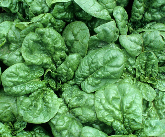 Spinach Seeds Bloomsdale 100+ Count - Leafy Greens for Vegetable Garden - Spinacia oleracea