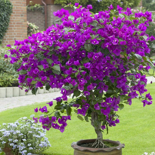Bougainvillea Starter Plant - Well Rooted Violet Variety - Bougainvillea spp.