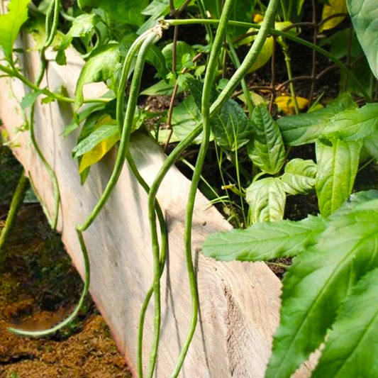 Bush Green Yard Long Bean Seeds | Chinese Green Beans Cowpea | 2025 Fast Shipping | Vigna unguiculata