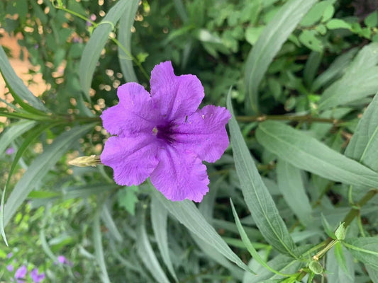 Dwarf Bluebell Live Plant - Aquatic Marginal Starter - Ruellia brittoniana - Blue Flowering Perennial