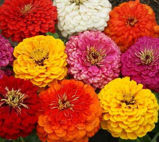 Zinnia Dahlia Flowered Mix Seeds 100+ for Garden Bees & Birds Annual - Colorful Blooms, Easy to Grow