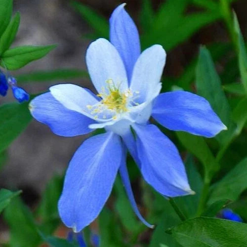 Rocky Mountain Blue Columbine Seeds 200+ Perennial Flower Seeds (Aquilegia caerulea) - Garden Ready, Free Shipping