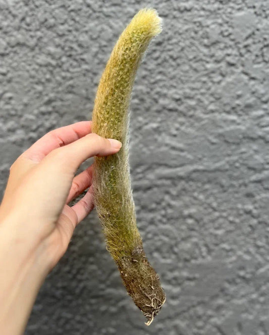 Monkey Tail Cactus Cutting 6-8" Rare Hildewintera Fuzzy Cactus Bare Root