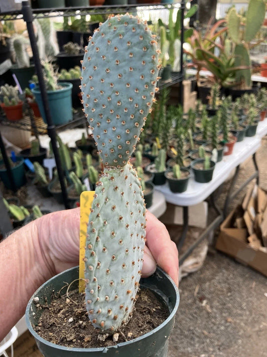 Beavertail Cactus Plant 7.5" Opuntia basilaris Succulent Desert Plant #05Y