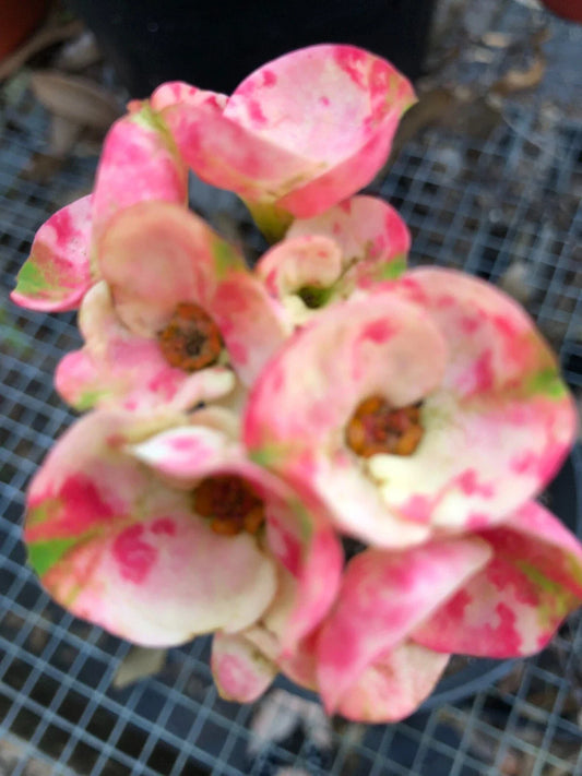 Crown of Thorns Cutting - Thai Hybrid Big Boy - Euphorbia milii Rooted Plant