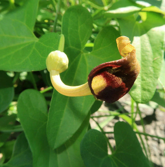 Creeping Dutchman's Pipe Vine Seeds - 20 Pack, Aristolochia debilis, Fast Growing, USA Seller