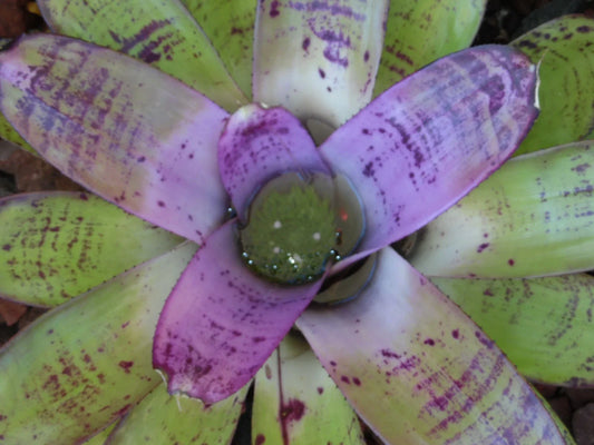 Neoregelia CONCENTRICA Bromeliad Plant *BIG* - Tropical Indoor Houseplant, Colorful Foliage, Easy Care Tropical Plant