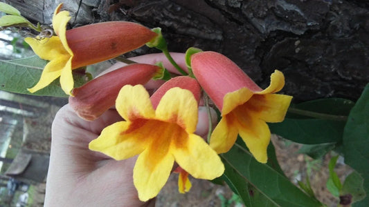 Cross Vine Plants - 2 Pack - Tangerine Beauty, Yellow Orange Red Trumpet Flower - Bignonia capreolata